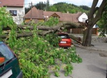 Kwikfynd Tree Cutting Services
dundasvalley